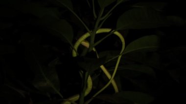 Doğulu bir yılanı ağaçta çırpar ve bulanıklaşır