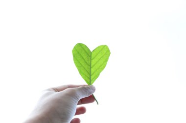 Kalp şeklinde yapraklar ve doğa arka planı