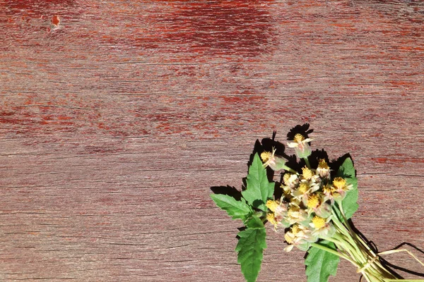 Цветы Цветут Деревянном Фоне — стоковое фото