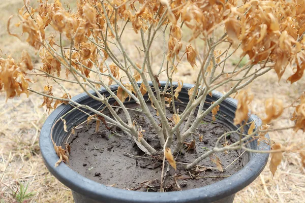 Arbre Meurt Parce Met Trop Urée — Photo