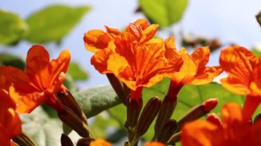 CORDIA SEBESTENA LINN çiçek açıyor.