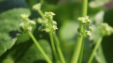 Centella asiatica büyüyor ve yeşil yaprak