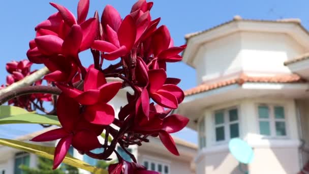 Flor Plumeria Están Floreciendo Día — Vídeos de Stock