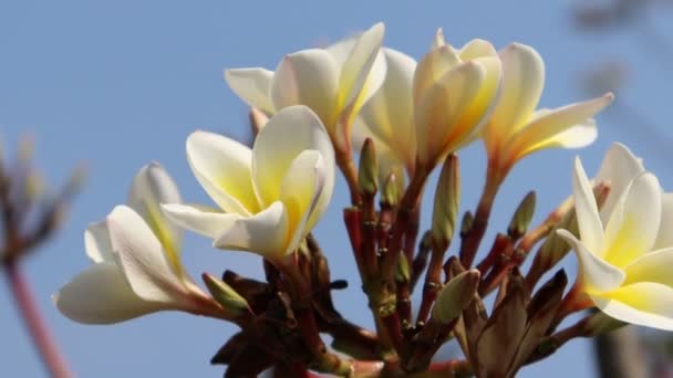 Plumeria Flor Estão Florescendo Dia — Vídeo de Stock