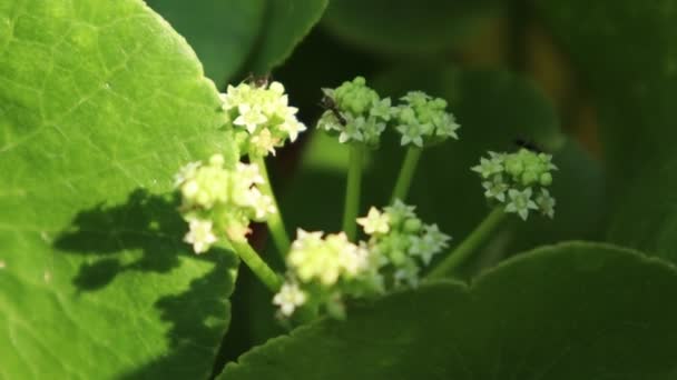 Centella Asiatica Växer Upp Och Gröna Blad — Stockvideo