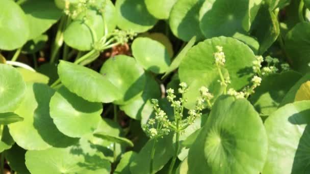 Centella Asiatica Están Creciendo Hoja Verde — Vídeo de stock