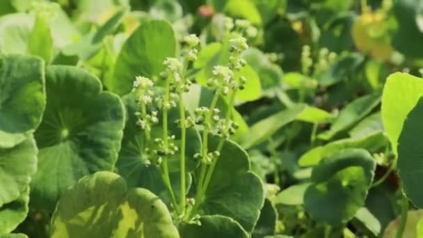 Centella Asiatica Están Creciendo Hoja Verde — Vídeo de stock