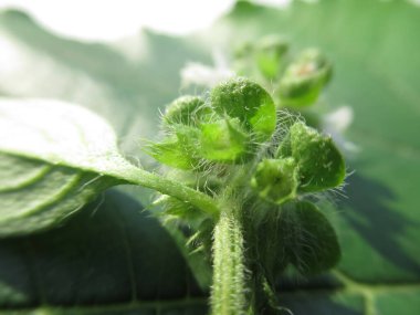 Kıllı fesleğen çiçeği çiçek açtı.