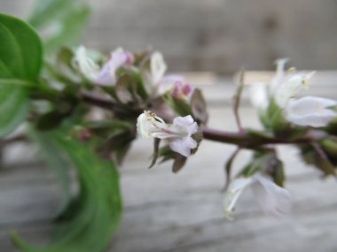 Tayland fesleğeni çiçek açıyor.