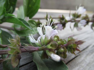 Tayland fesleğeni çiçek açıyor.