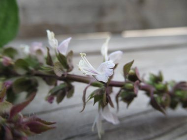 Tayland fesleğeni çiçek açıyor.