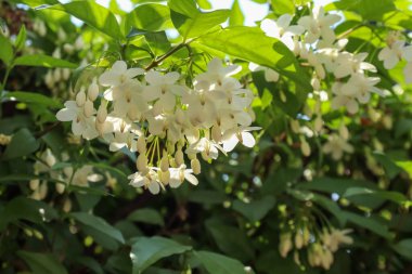 Vahşi su eriği çiçekleri sabah çiçek açıyor.