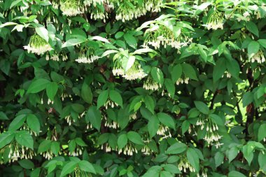 Vahşi su eriği çiçekleri sabah çiçek açıyor.