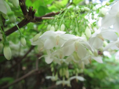 Vahşi su eriği çiçekleri sabah çiçek açıyor.