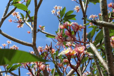 Plumeria çiçeği açıyor ve gün doğuyor.