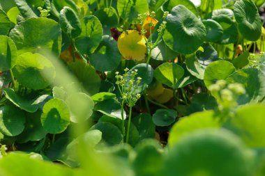 Centella asiatica büyüyor ve yeşil yaprak