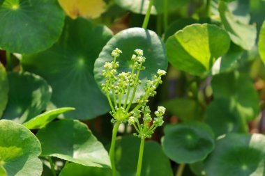 Centella asiatica büyüyor ve yeşil yaprak