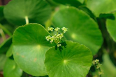 Centella asiatica büyüyor ve yeşil yaprak