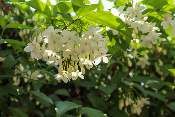 Vahşi su eriği çiçekleri sabah çiçek açıyor.