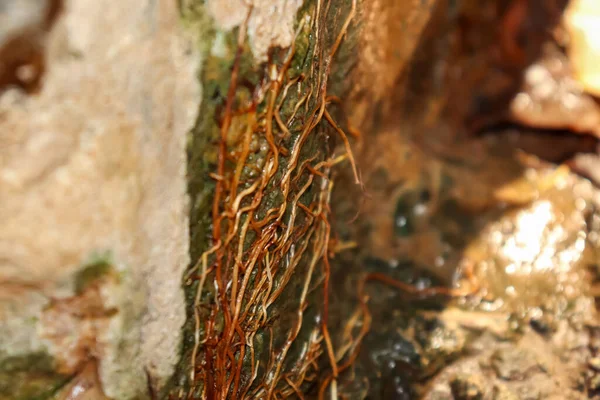 The reservoir is leaking and has roots