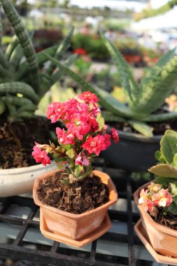 Kaktüsler bahçede ve çiçeklerde büyüyorlar.