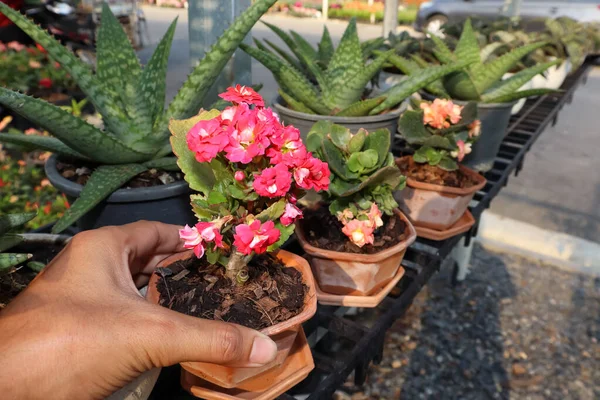 Cactus Están Creciendo Jardín Flor — Foto de Stock