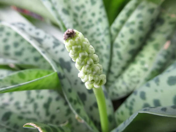 Drimiopsis Makulát Lindl Virágzik — Stock Fotó