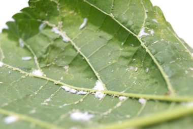 Morus alba Linn yaprağındaki mantar.