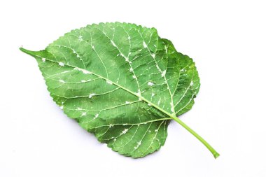 Morus alba Linn yaprağındaki mantar.