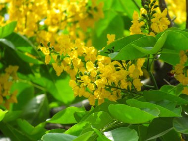 Pterocarpus indicus Willd çiçek açıyor.