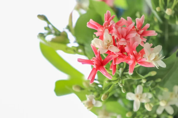 Combretum Indicum Flower Blooming — Stock Photo, Image