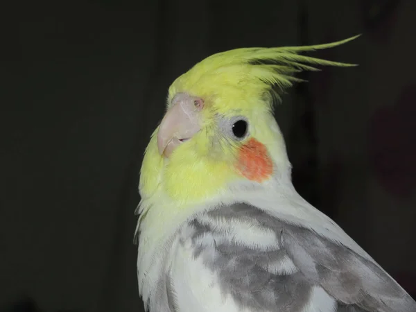 Cockatiel Mueve Por Noche —  Fotos de Stock