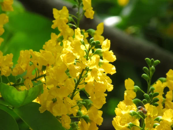 Pterocarpus Indicus Willd Estão Florescendo — Fotografia de Stock