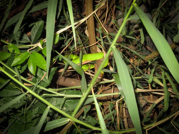 Sumatran Green Pit Viper Noite — Fotografia de Stock
