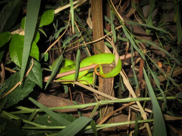 Sumatran Green Pit Viper Nocy — Zdjęcie stockowe