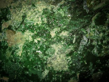 Yosun kimyasal tedavi tankının duvarına yapışıyor.