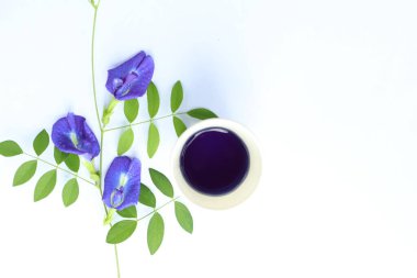 Beyaz arka plan ve kağıt bardakta klitoria ternatea çiçeği açıyor