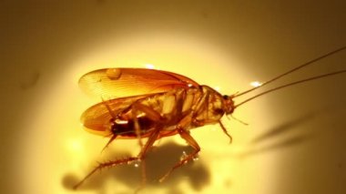 Blattodea uyudu ve su yüzeyine düştü.