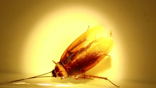 Blattodea Dormiva Morto Cadeva Sulla Superficie Dell Acqua — Video Stock