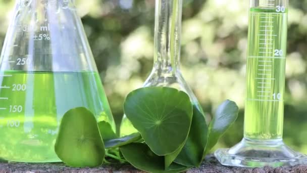 Centella Asiatica Folhas Água Verde Tubos Ensaio Biológicos — Vídeo de Stock