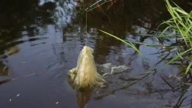 Akşamları nehirde balık tutar ama çöpleşir.