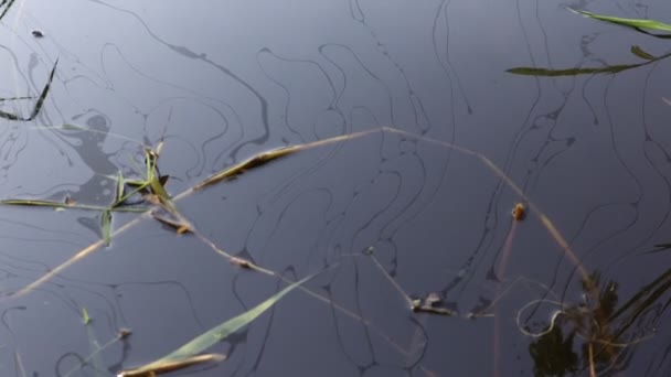 Ölunfälle Auf Dem Fluss Und Zerstören Die Umwelt — Stockvideo