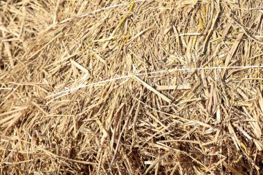 Çiftçiler gündüz hasat sonrası saman kurutuyorlar