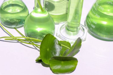 Biyolojik test tüplerinde Centella asiatica yaprakları ve yeşil su