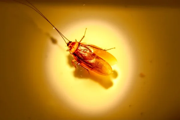 Blattodea Spal Mrtvý Spadl Vodní Hladinu — Stock fotografie