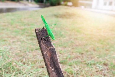 Konikafa Çekirge çimenler kesildikten sonra yalnızdır.