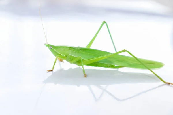 Verde Conehead Grasshopper Fundo Branco — Fotografia de Stock