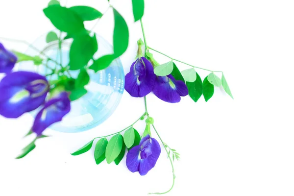 Butterfly Pea Simple Plant Experiments Biology Laboratory — Stock Photo, Image