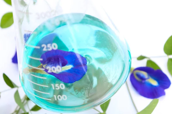 Butterfly Pea and simple plant experiments biology in the laboratory