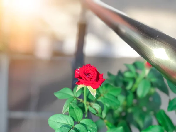 Kleine Rote Rosenblume Blüht Tag — Stockfoto